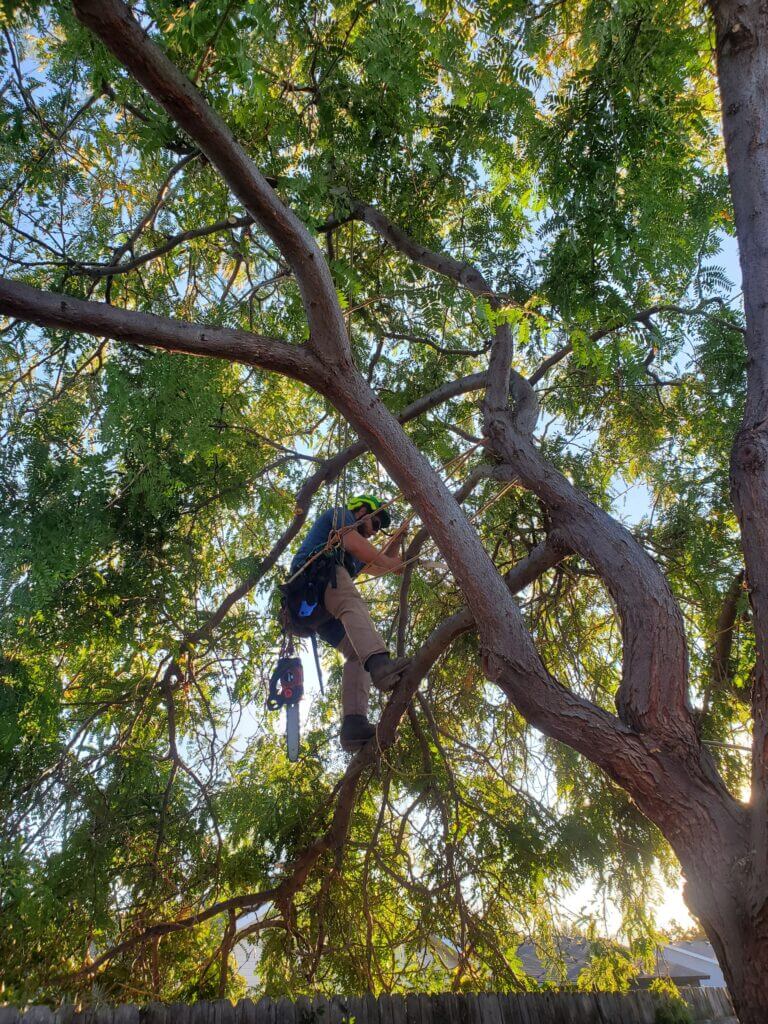 Tree Trimming