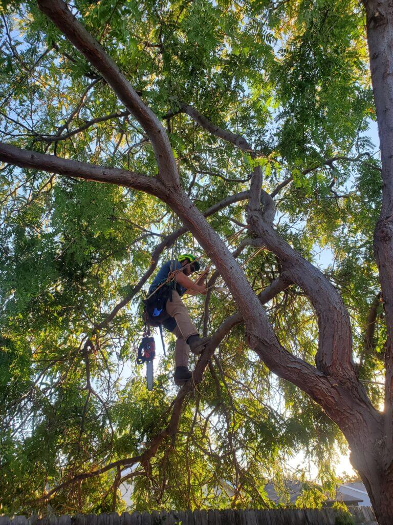 Tree Service,